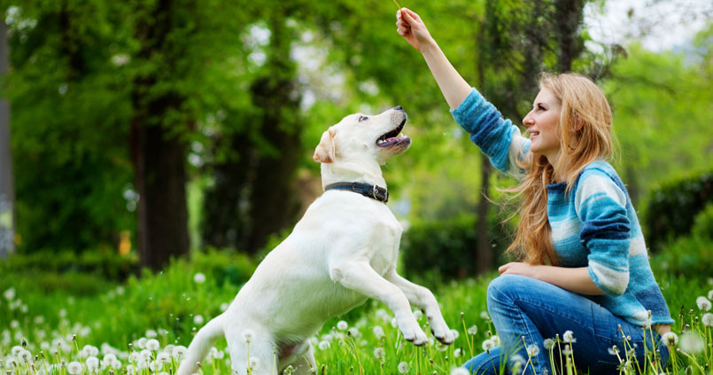 4 ways to connect with your pet