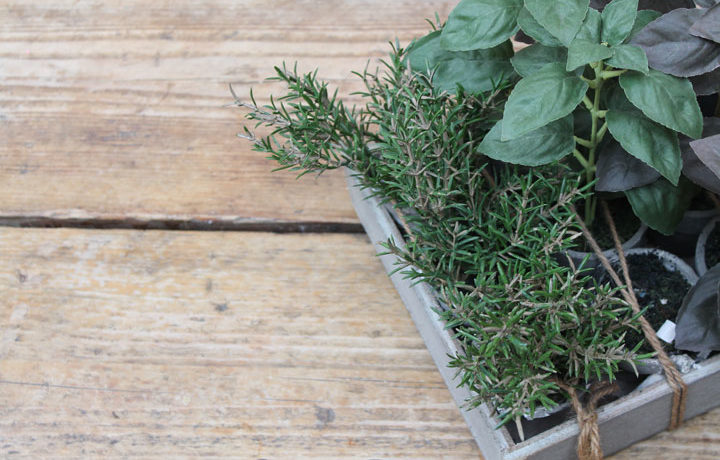 Grow Your Own Easy Indoor Garden Using Food Scraps