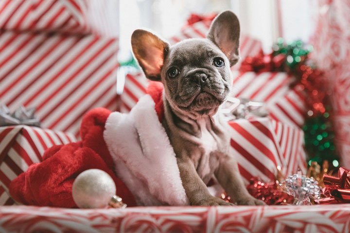 holiday hippieness with a puppy in a stocking