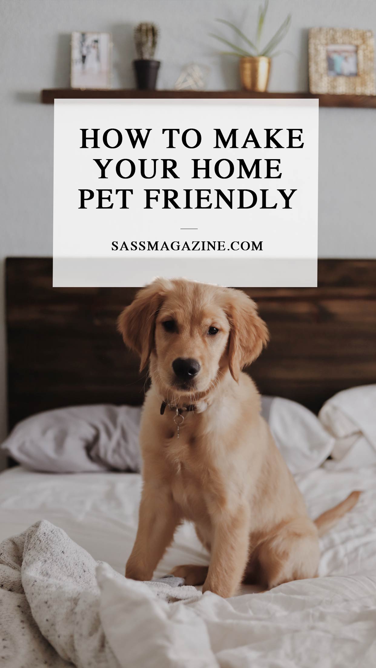 how to make your home pet friendly