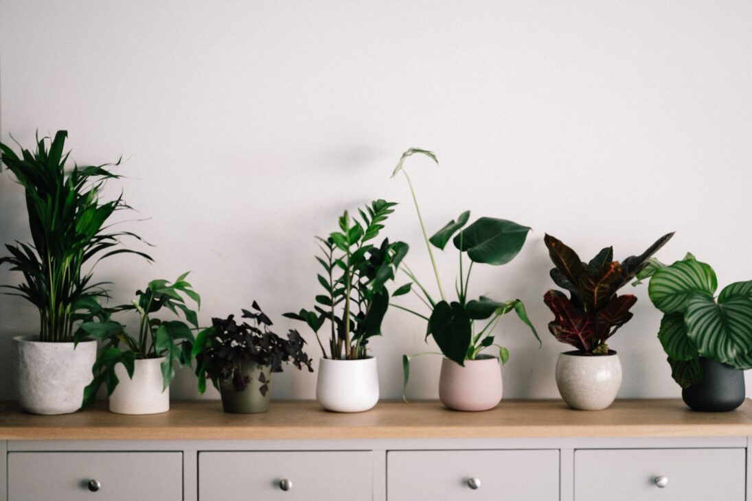 Revamping your home with houseplants 