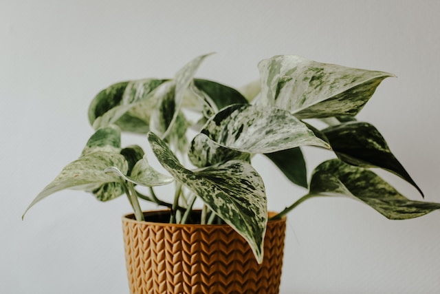 Houseplants to Cultivate Your Green Thumb 
