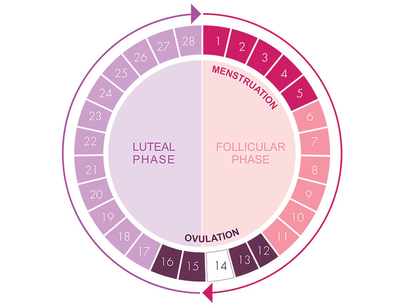 phases of menstrual cycle