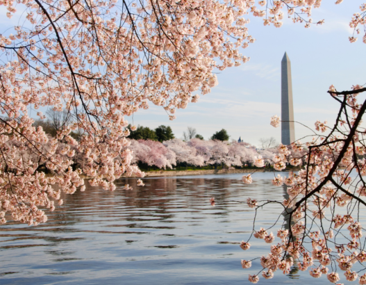 DC Tourism