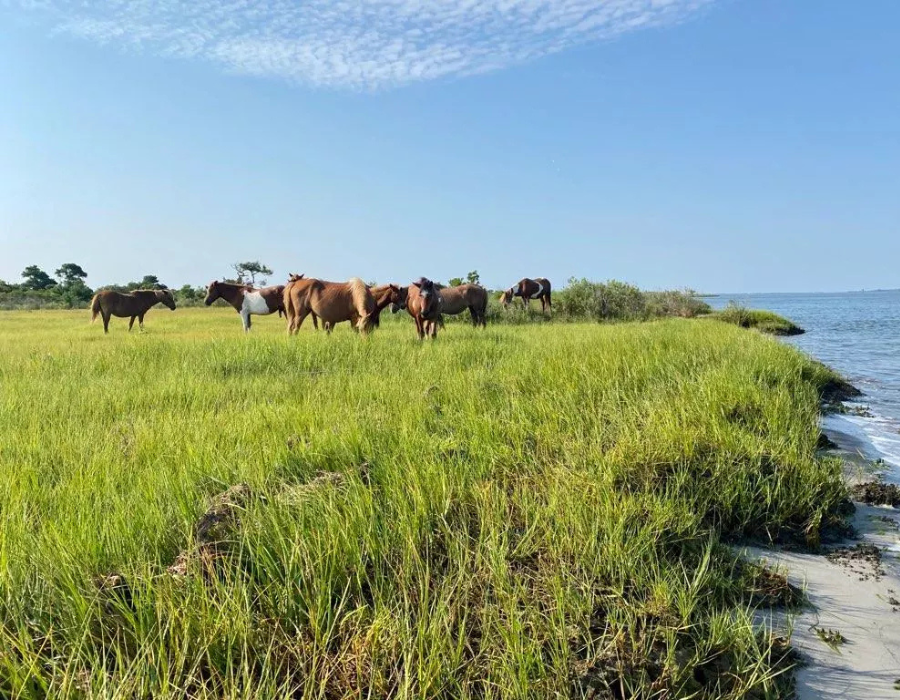 Assateague Island National Seashore