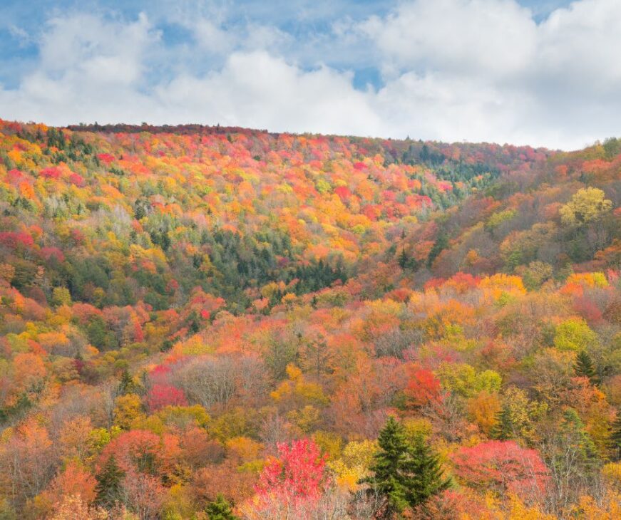 Maryland fall foliage