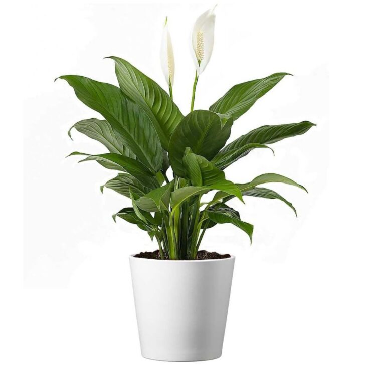 peace lily amazon