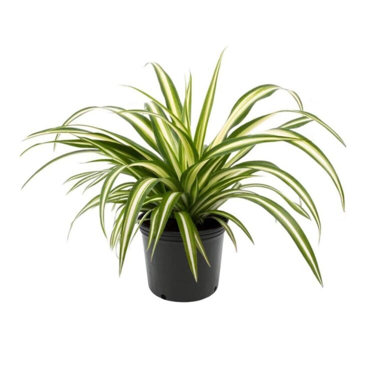 spider plant amazon