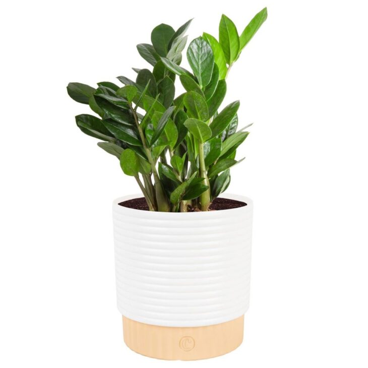 zz plant amazon