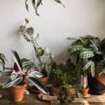 aloe vera plant amazon