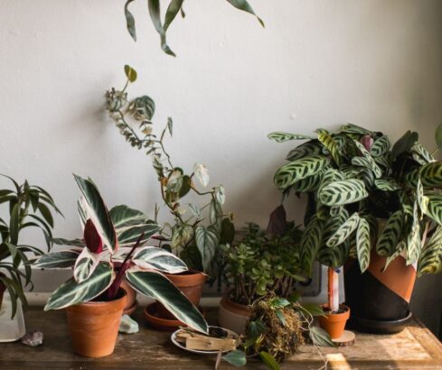 aloe vera plant amazon