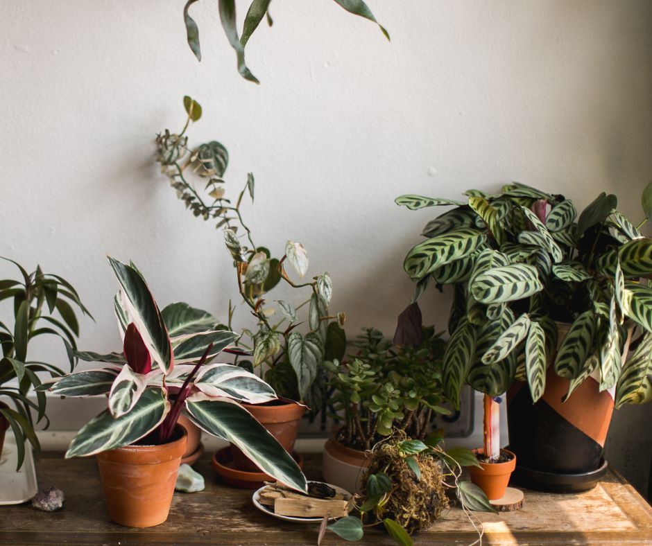 aloe vera plant amazon