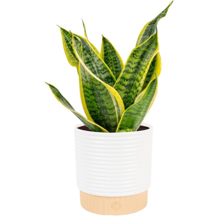 Snake plant amazon