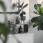 Best Indoor House Plants