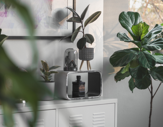 Best Indoor House Plants