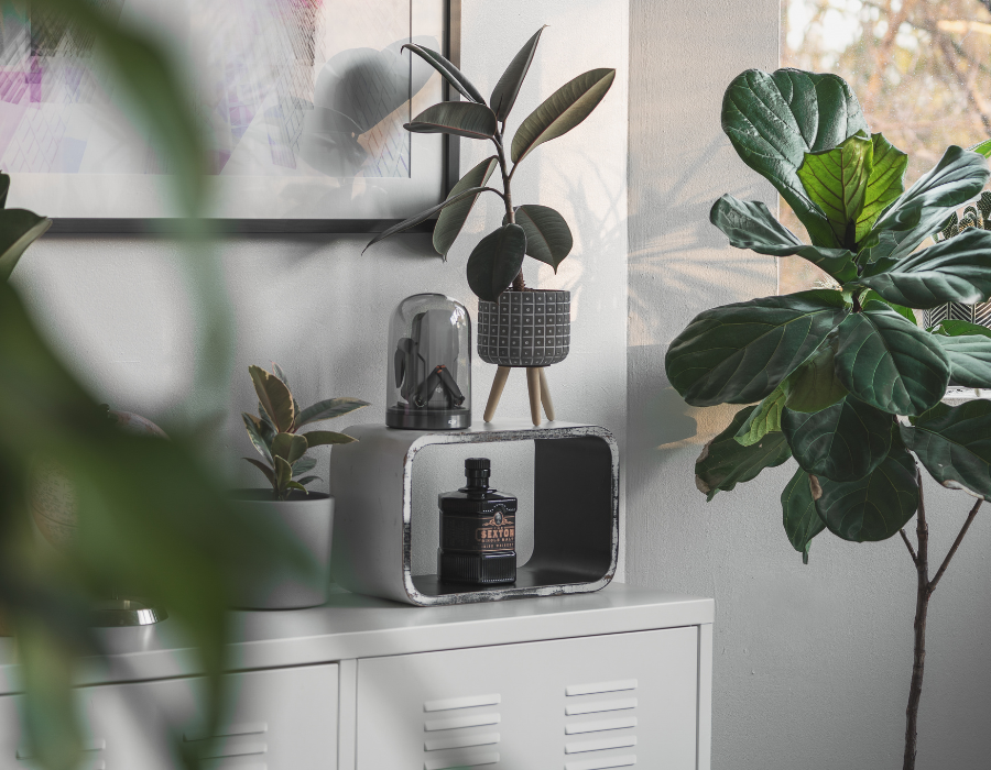 Best Indoor House Plants